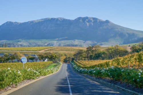 Vignes de Constantia en Afrique du Sud