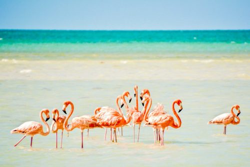 Flamants roses à Punta Cocos à Holbox