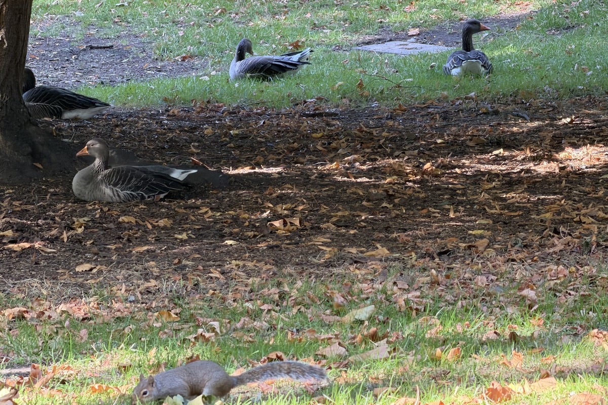 Écureuil et oies cendrées au sol parmi les feuilles mortes automnales